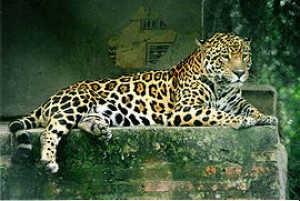 270px-panthera_onca.jpg